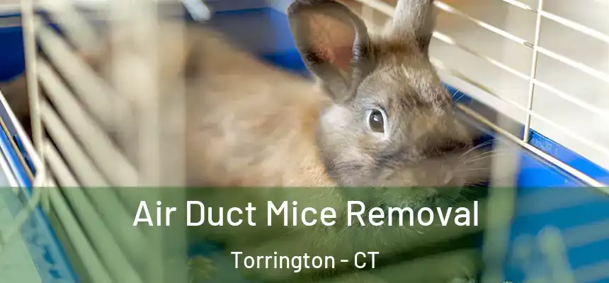  Air Duct Mice Removal Torrington - CT